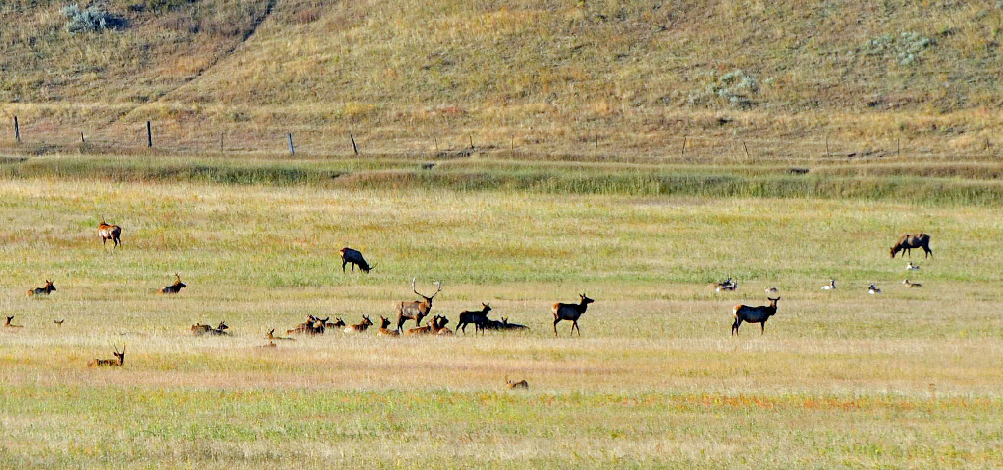 Elk wealth